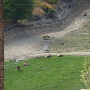 6 -12-10 Segway Tour - Pere David's Deer and Hog Deer