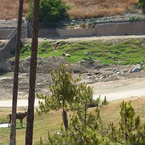 6 -12-10 Segway Tour - Pere David's Deer