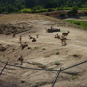 6 -12-10 Segway Tour - Caucasian Urial with calves