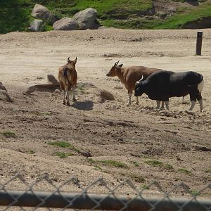 6 -12-10 Segway Tour - Javan Banteng with new Bull