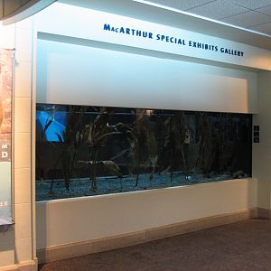 Oceanarium - Welcome Center - Weedy Seadragon Exhibit