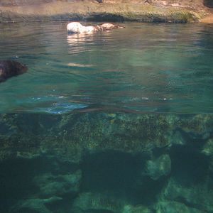 Oceanarium - Sea Otter Exhibit