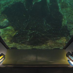 Oceanarium - Sea Otter Exhibit