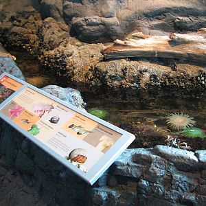 Oceanarium - Tidepool Exhibit