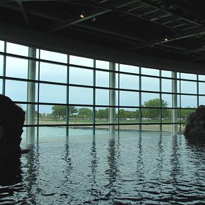 Oceanarium - Pacific White-sided Dolphin Exhibit - Surface View