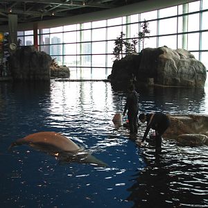 Oceanarium -  Pacific White-sided Dolphin Exhibit with Beluga Whale