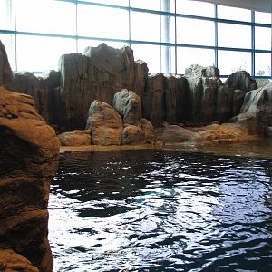 Oceanarium - Beluga Whale Exhibit