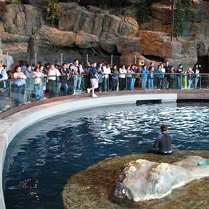 Oceanarium - Beluga Whale Exhibit