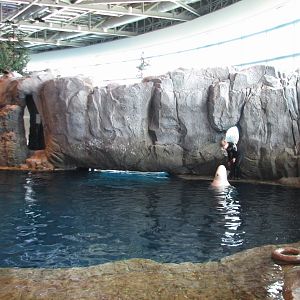 Oceanarium - Beluga Whale Exhibit