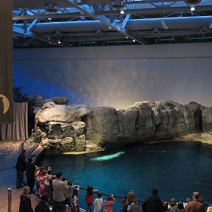 Oceanarium - Beluga Whale Exhibit