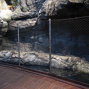 Oceanarium - California Sea Lion Exhibit