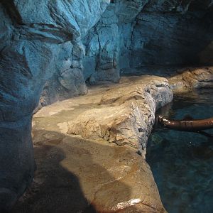 Oceanarium - California Sea Lion Exhibit