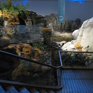 Oceanarium - Beluga Trail