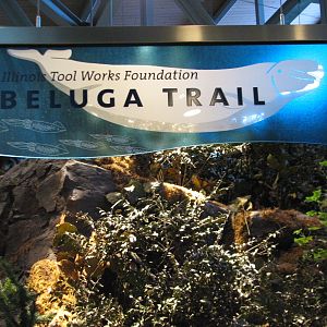 Oceanarium - Beluga Trail