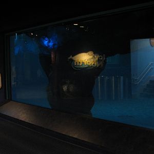 Oceanarium - Icy North - Beluga Whale Exhibit Underwater Viewing