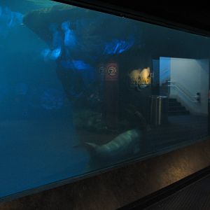 Oceanarium - Icy North - Beluga Whale Exhibit Underwater Viewing