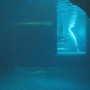 Oceanarium - Icy North - Beluga Whale Exhibit Underwater Viewing
