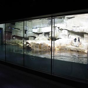 Oceanarium - Icy South - Penguin Exhibit