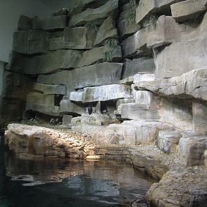 Oceanarium - Icy South - Penguin Exhibit