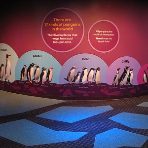 Oceanarium - Icy South - Play Area