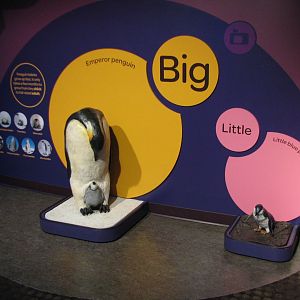 Oceanarium - Icy South - Play Area