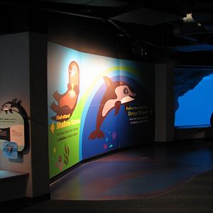 Oceanarium - Deep Ocean - Pacific White-sided Dolphin Underwater Viewing Ar