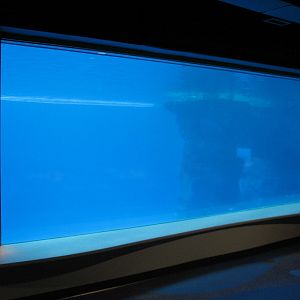 Oceanarium - Deep Ocean - Pacific White-sided Dolphin Underwater Viewing Ar