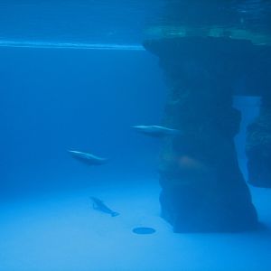 Oceanarium - Deep Ocean - Pacific White-sided Dolphin Underwater View