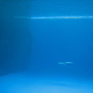 Oceanarium - Deep Ocean - Pacific White-sided Dolphin Underwater View
