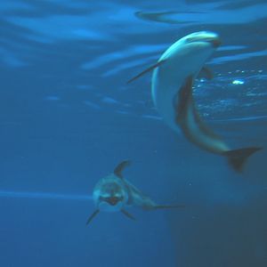 Oceanarium - Deep Ocean - Pacific White-sided Dolphin