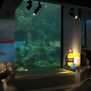 Oceanarium - Shallow Ocean - Sea Otter Underwater Viewing Area