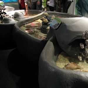 Oceanarium - Shallow Ocean - Play Area