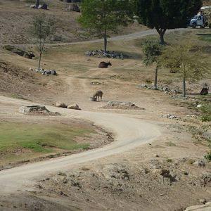6-12-10 Segway Tour - Nilgai and Gaur