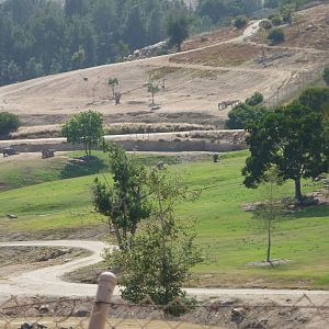 6-12-10 Segway Tour - Indian Rhinoceros and P Horses