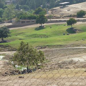 6-12-10 Segway Tour - Indochinese Sika