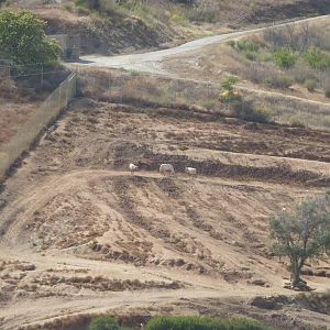 6-12-10 Segway Tour - Arabian Oryx