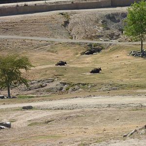 6-12-10 Segway Tour - Indian Gaur