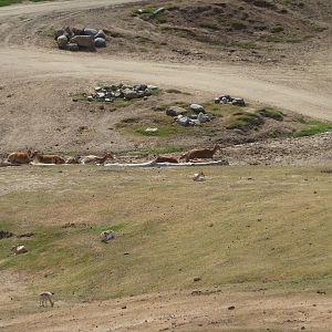 6-12-10 Segway Tour - Barashinga and Blackbuck