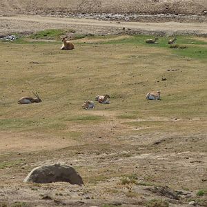 6-12-10 Segway Tour - Blackbuck and Barshinga