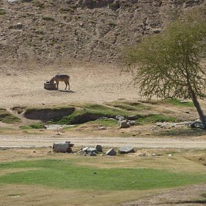6-12-10 Segway Tour - Nilgai