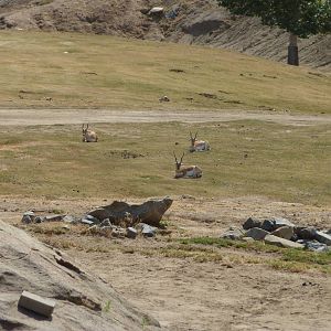 6-12-10 Segway Tour - Blackbuck