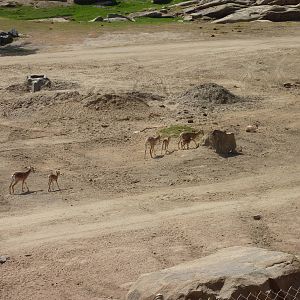 6-12-10 Segway Tour - Armenian Mouflon with calves