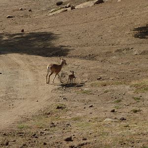 6-12-10 Segway Tour - Armenian Mouflon with calf