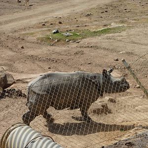 6-12-10 Segway Tour - Indian Rhinoceros