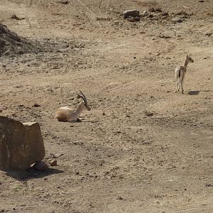 6-12-10 Segway Tour - Persian Goitered Gazelle