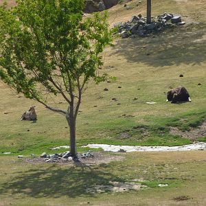 6-12-10 Segway Tour - Nilgai and Guar
