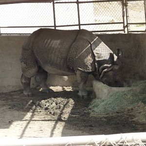 6-12-10 Segway Tour - Indian Rhinoceros Male in Boma