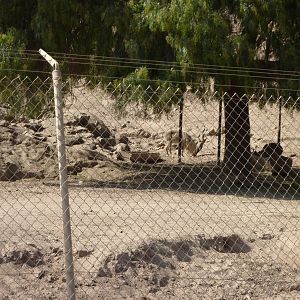 6-12-10 Segway Tour -Markhor