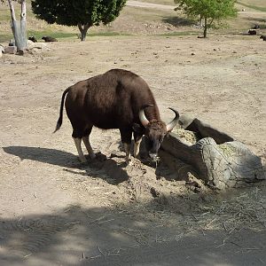 6-12-10 Segway Tour - Indian Gaur