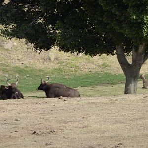 6-12-10 Segway Tour - Indian Gaur and Nilgai